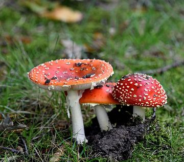 L'agaric mouche colorée (Amanita muscaria) sur Rini Kools