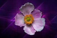 Fleur d'anémone japonaise violette