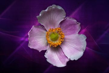 Fleur d'anémone japonaise violette sur Ribbi