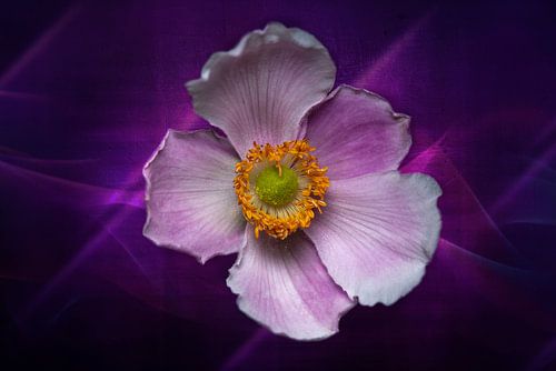 Purple Japanese Anemone Flower