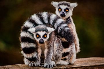 Ring-tailed lemur by PhotoCord Fotografie