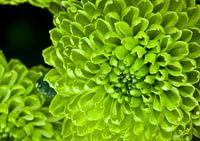Dahlia