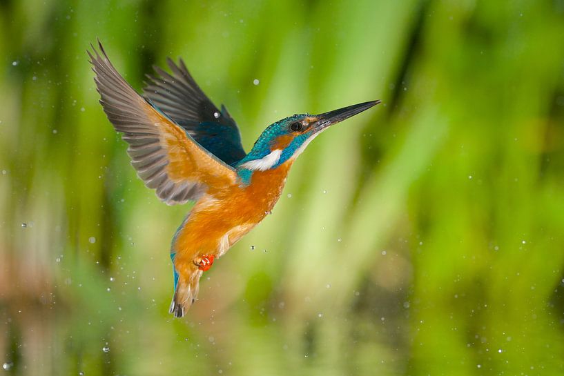 Eisvogel von Eisvogel.land - Corné van Oosterhout