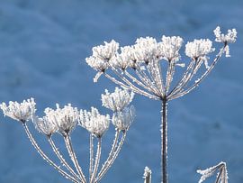 Ice crystals on common hogweed