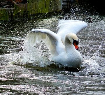 Prachtige zwaan - Beautiful Swan 