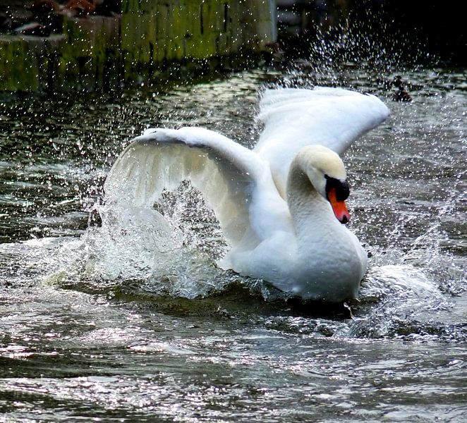 Prachtige zwaan - Beautiful Swan  par Esther Kamminga