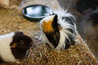 grappig uitziende cavia's in een kooi in een dierenwinkel