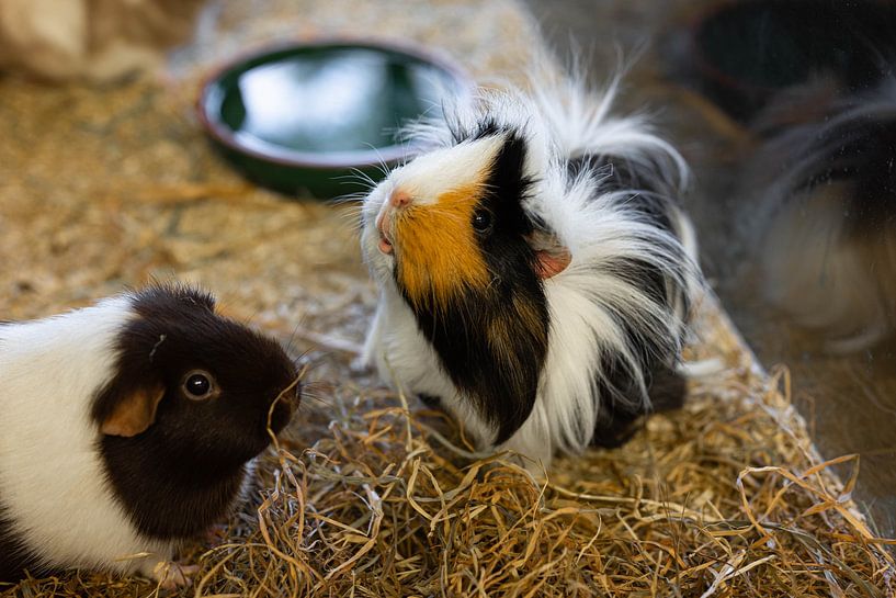 grappig uitziende cavia's in een kooi in een dierenwinkel van JGL Market