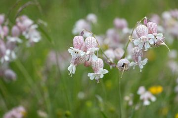 Blaassilene op een alpenweide van Ronenvief