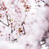 Les arbres fleurissent 2 | Le printemps est dans l'air sur Ratna Bosch