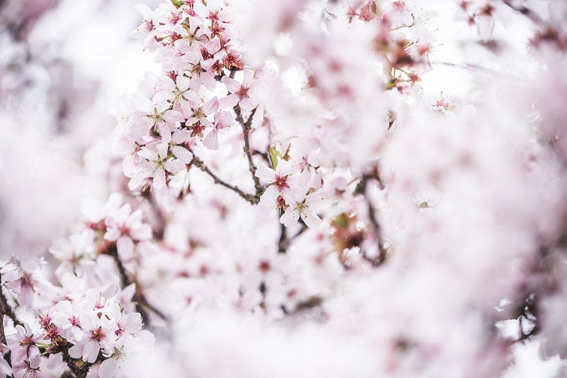 Blüte an den Bäumen 2 | Der Frühling liegt in der Luft von Ratna Bosch