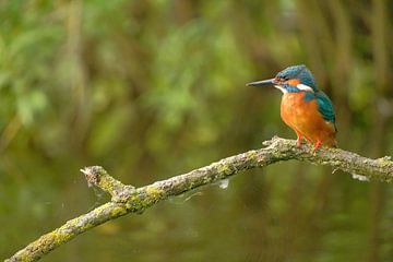 Kingfisher on branch by Moetwil en van Dijk - Fotografie