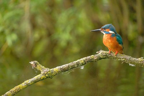 IJsvogel op tak
