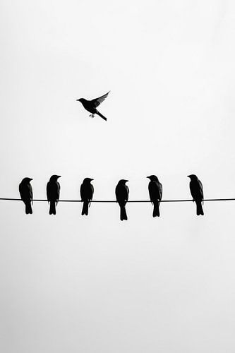 Vogels in formatie en eenlingen