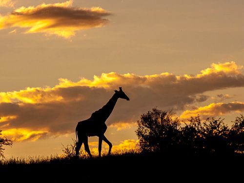 giraffe silhouet in het warme avondlicht