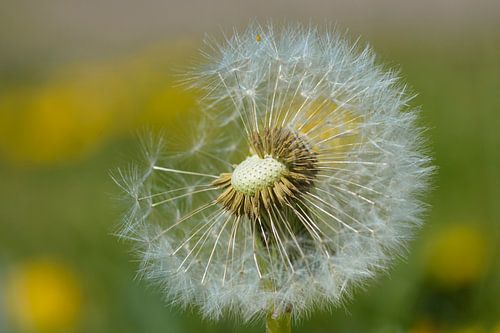 Dandelion fluff