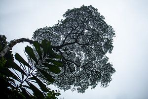 Einsamer Baum im Regenwald Costa Ricas