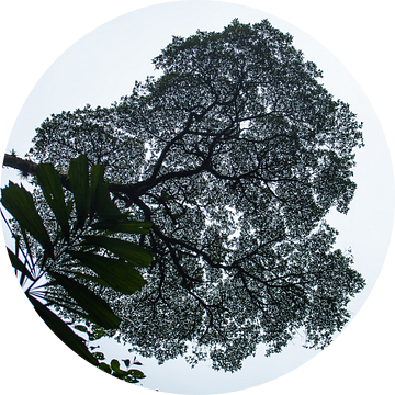 Eenzame boom in het regenwoud van Costa Rica van t.ART