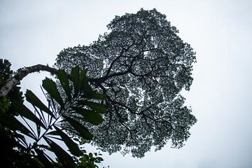 Eenzame boom in het regenwoud van Costa Rica van t.ART