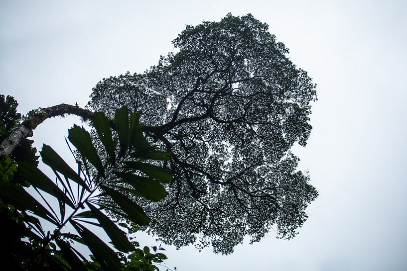 Einsamer Baum im Regenwald Costa Ricas von t.ART