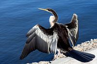 Australasian Darter