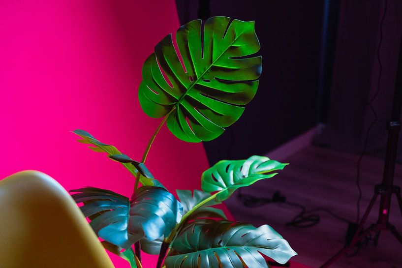 Monstera by Hello Pompoyo