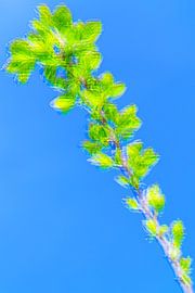 Spring Branch by Dirk Duipmans