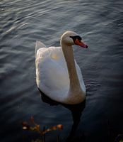 Zwaan