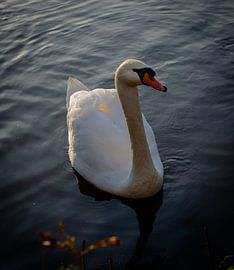 Schwan von Mandy Aelen