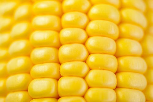 Verse gele maïs op de kolf