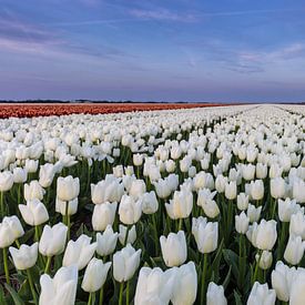 Dutch Flower Blue Hour by Chris van Kan