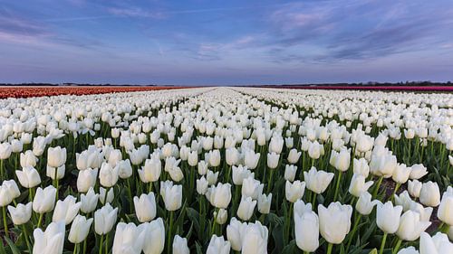 Dutch Flower Blue Hour van Chris van Kan