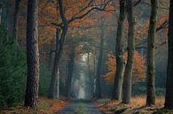 Wald in Herbstfarben verändert von Jacco van Son Miniaturansicht