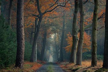 Wald in Herbstfarben verändert von Jacco van Son