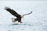 Bald eagle flight von Menno Schaefer Miniaturansicht