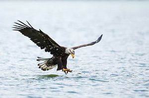 Amerikaanse Zeearend in vlucht