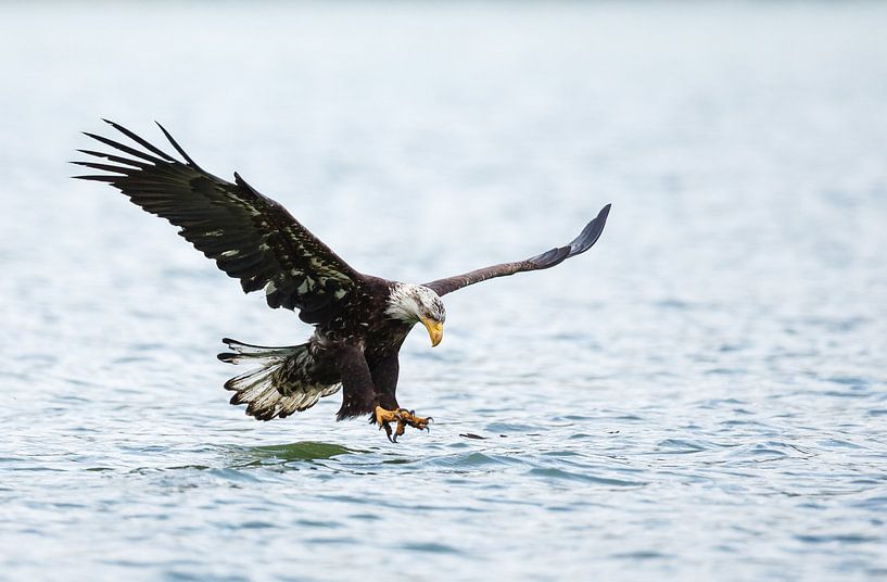 Amerikaanse Zeearend in vlucht van Menno Schaefer