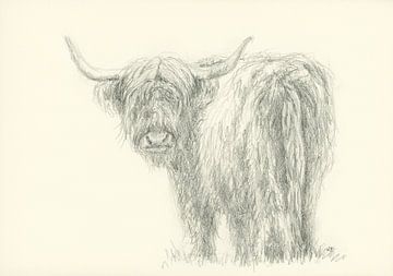 Bœuf des Highlands regardant vers l'arrière Dessin au crayon sur Karen Kaspar