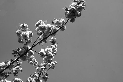 Bloesem aan de boom