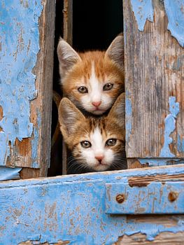 Schattige kittens in blauw venster