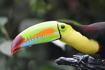 Birds of Costa Rica: Keel-billed Toucan by Rini Kools
