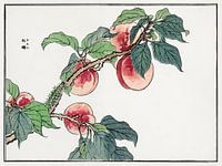 Caterpillar on a peach tree illustration by Morimoto Toko