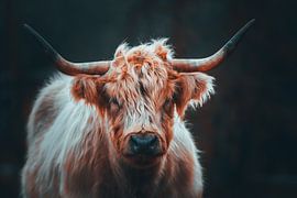 Scottish Highland Cattle by Markus Weber