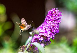 Flying hummingbird hawk moth by ManfredFotos