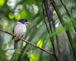 Ein Streifenkopfeisvogel in Nordsulawesi