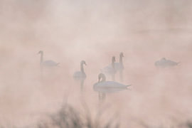 Schwäne im Morgennebel von Frederic Bauer