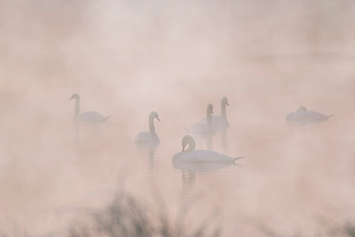 Schwäne im Morgennebel