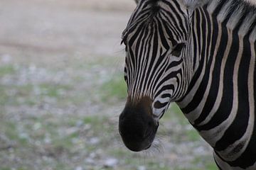 Zebra, van Persfotografieholland