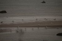 Seagulls on the sandbank