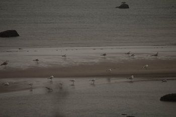 Möwen auf der Sandbank